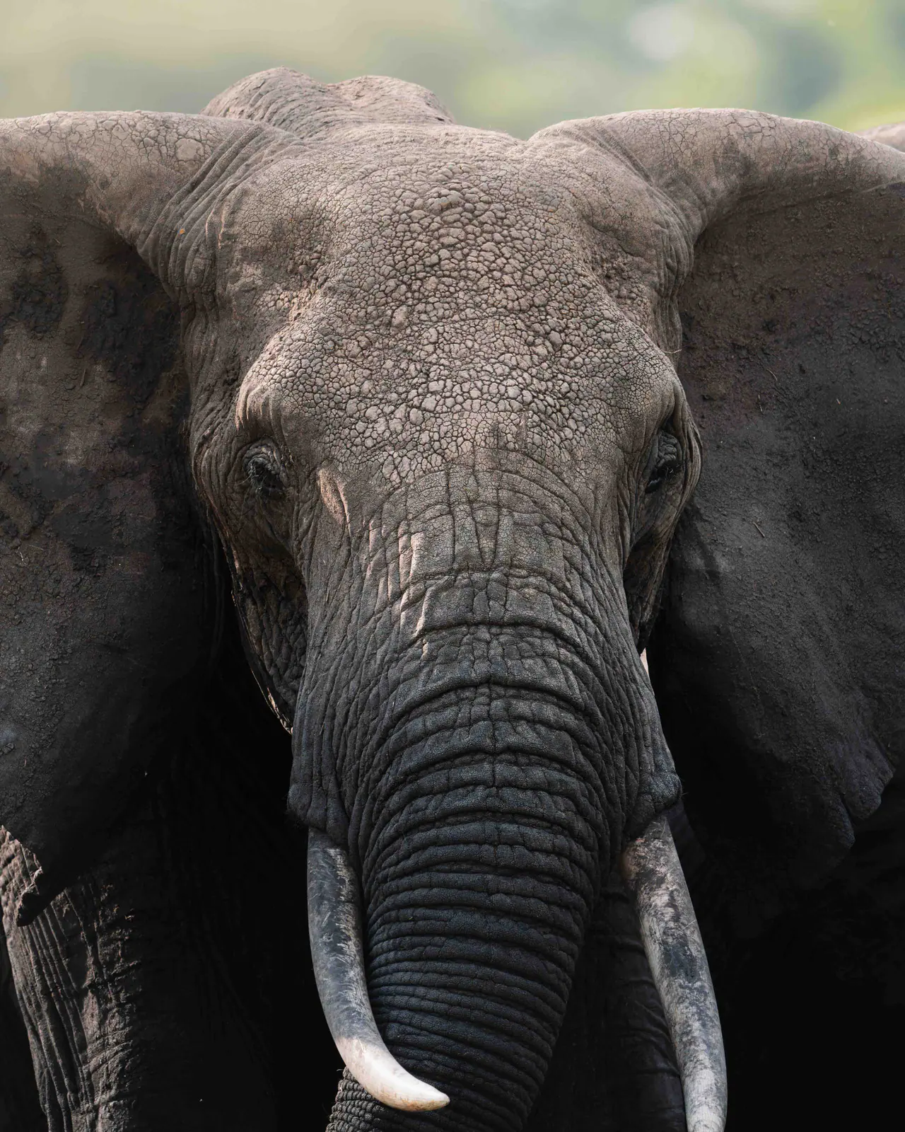 Un elefante africano dalle grandi zanne