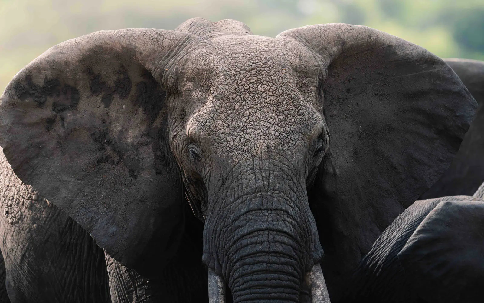 Ein Afrikanischer Elefant mit großen Stoßzähnen