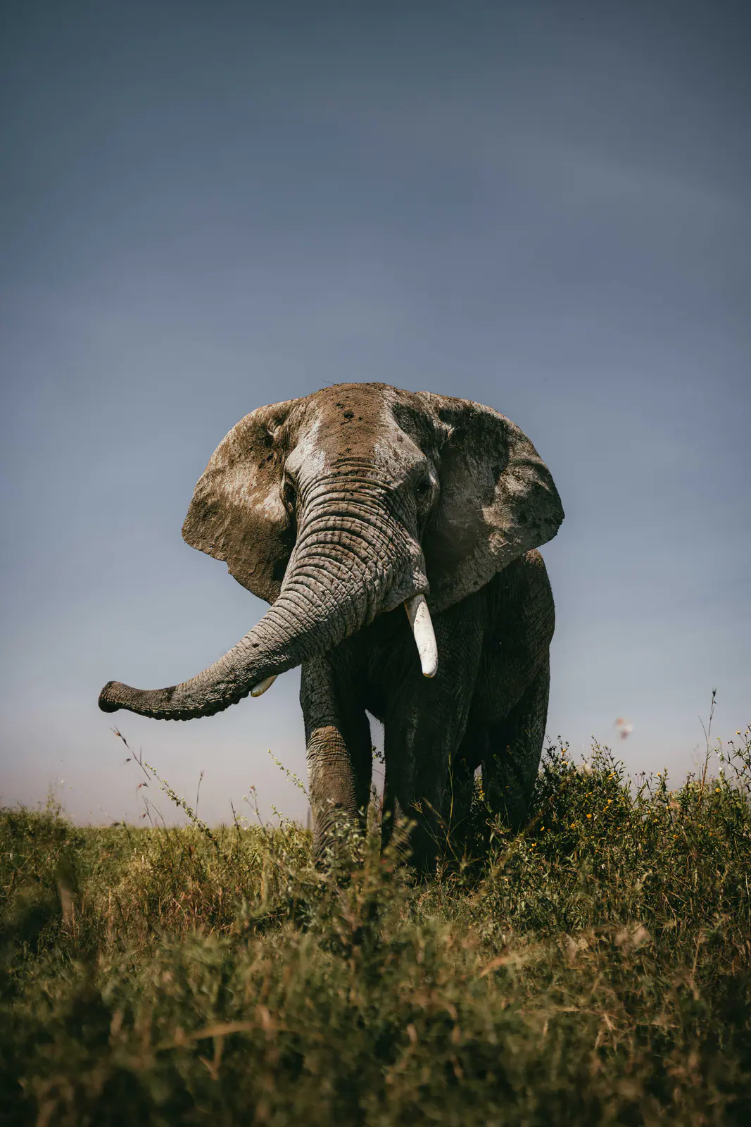 Un elefante africano dalle grandi zanne