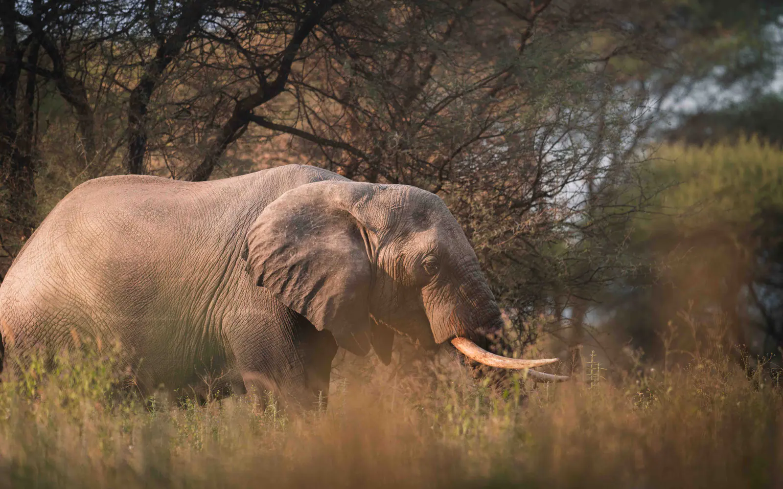Ein Afrikanischer Elefant mit großen Stoßzähnen