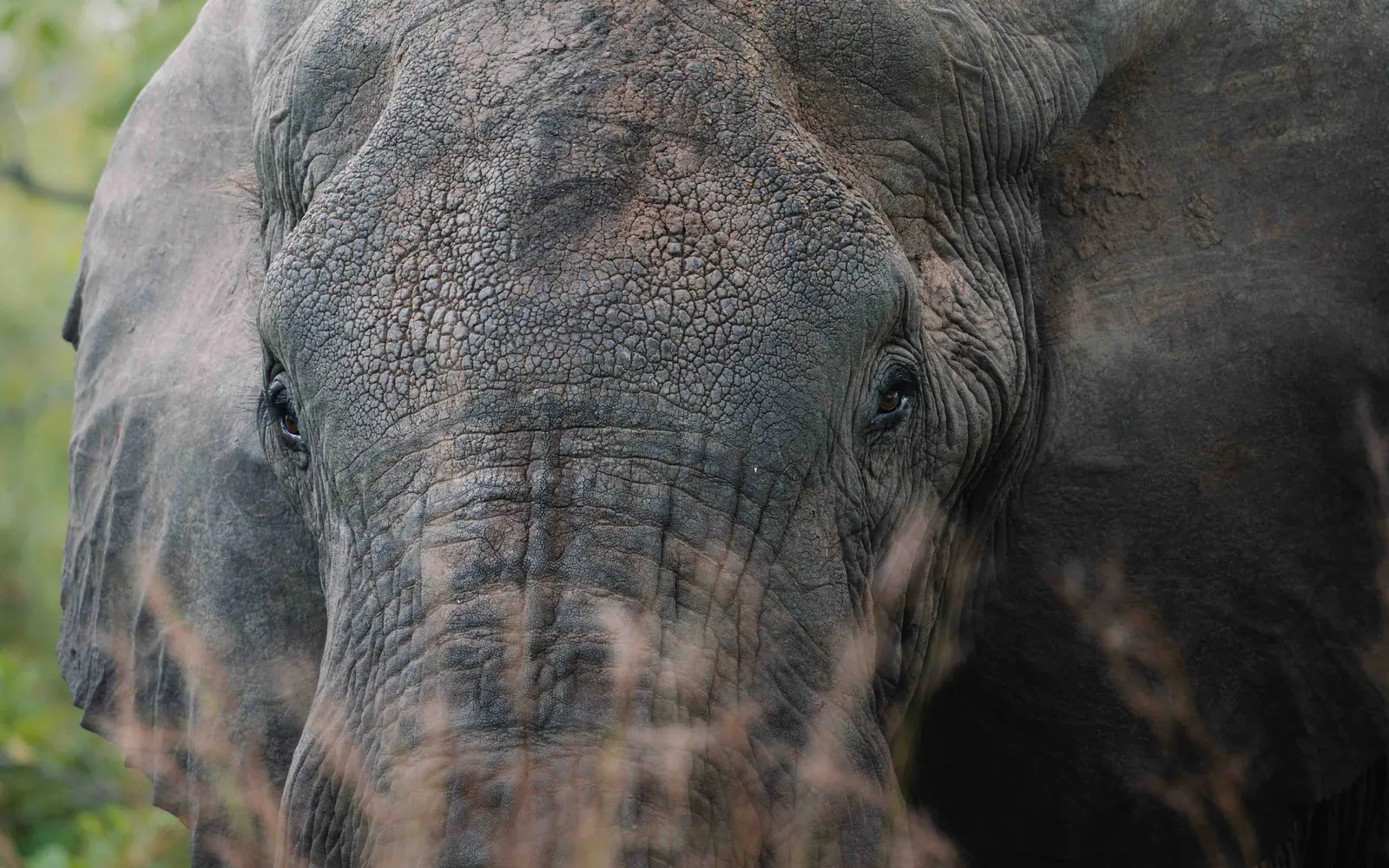 Ein Afrikanischer Elefant mit großen Stoßzähnen