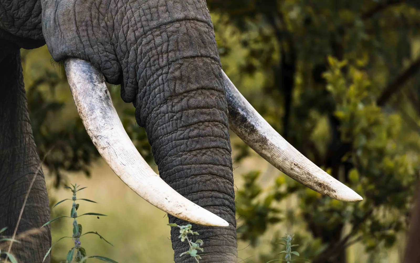 Ein Afrikanischer Elefant mit großen Stoßzähnen