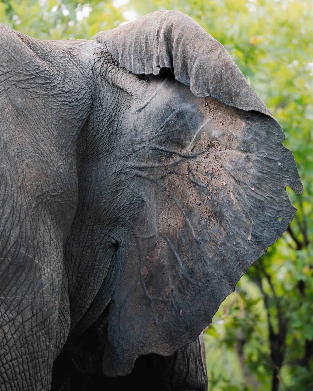 Un elefante africano dalle grandi zanne