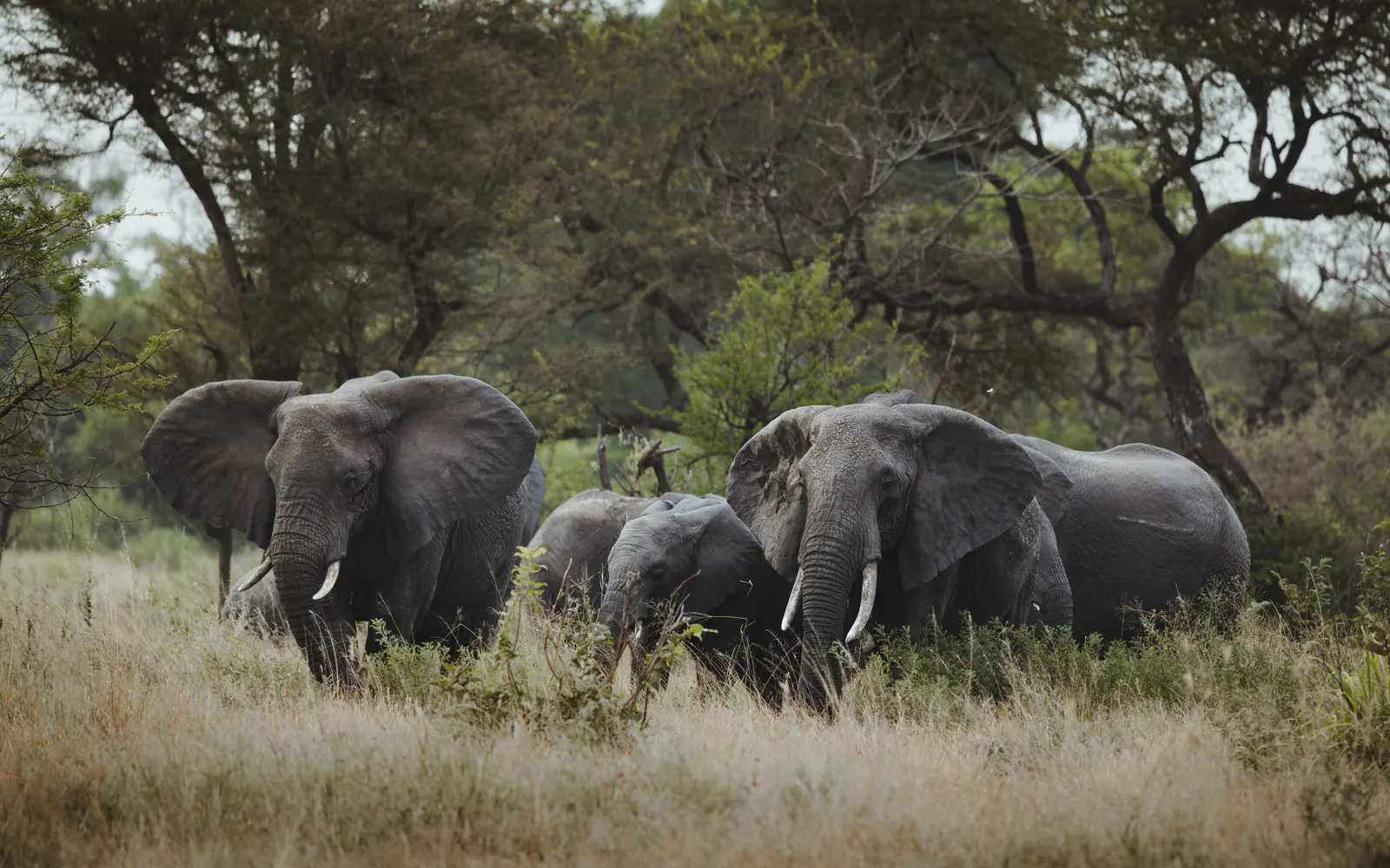 7-Day Classic Tanzania