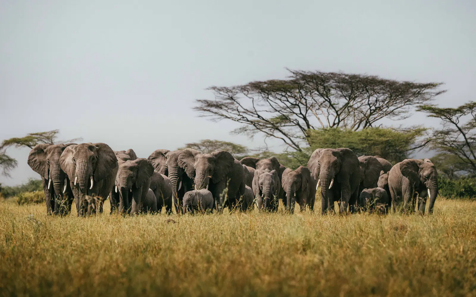 Forest and plains landscape near Arusha National Park