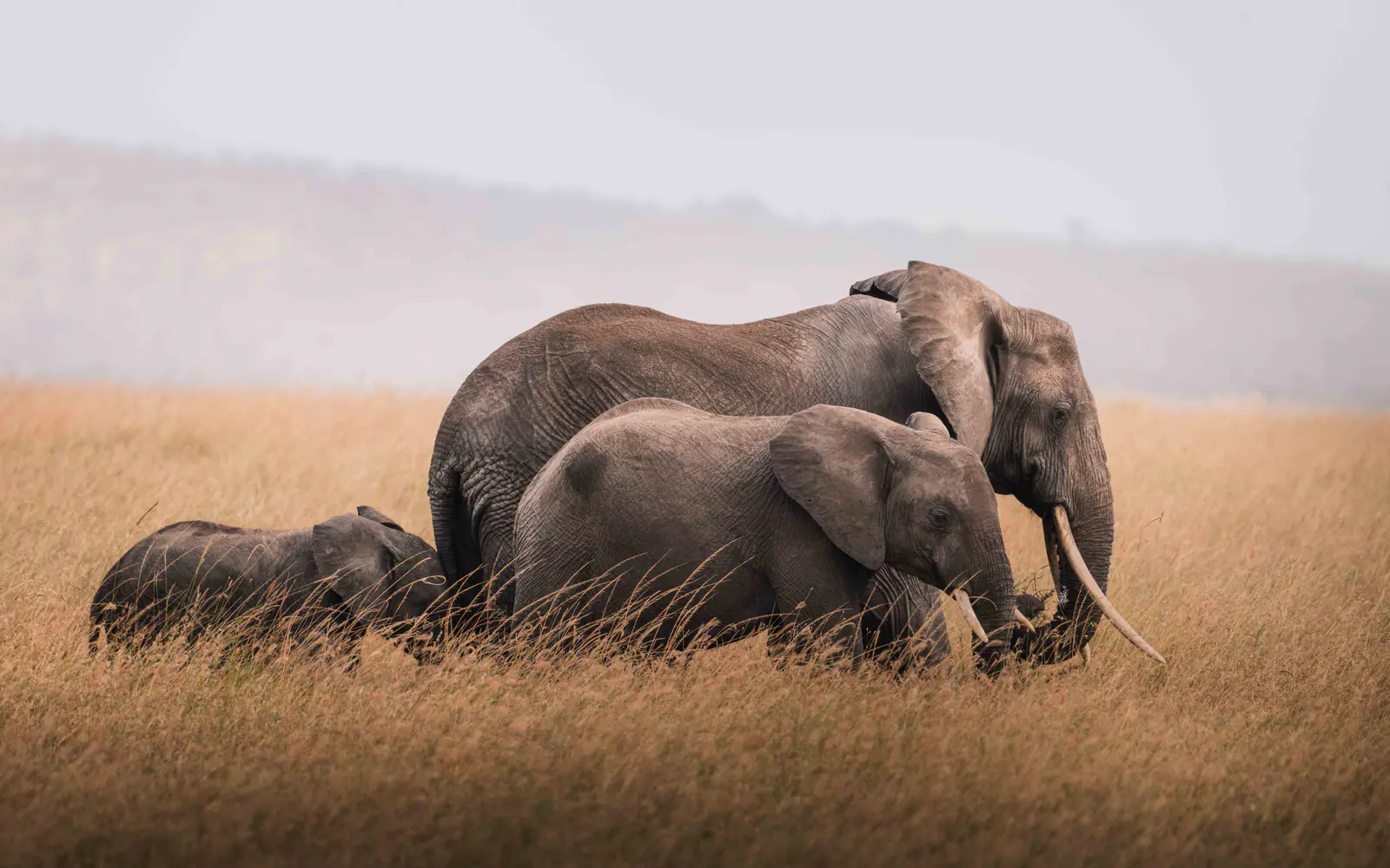 Un branco di elefanti che attraversa la savana