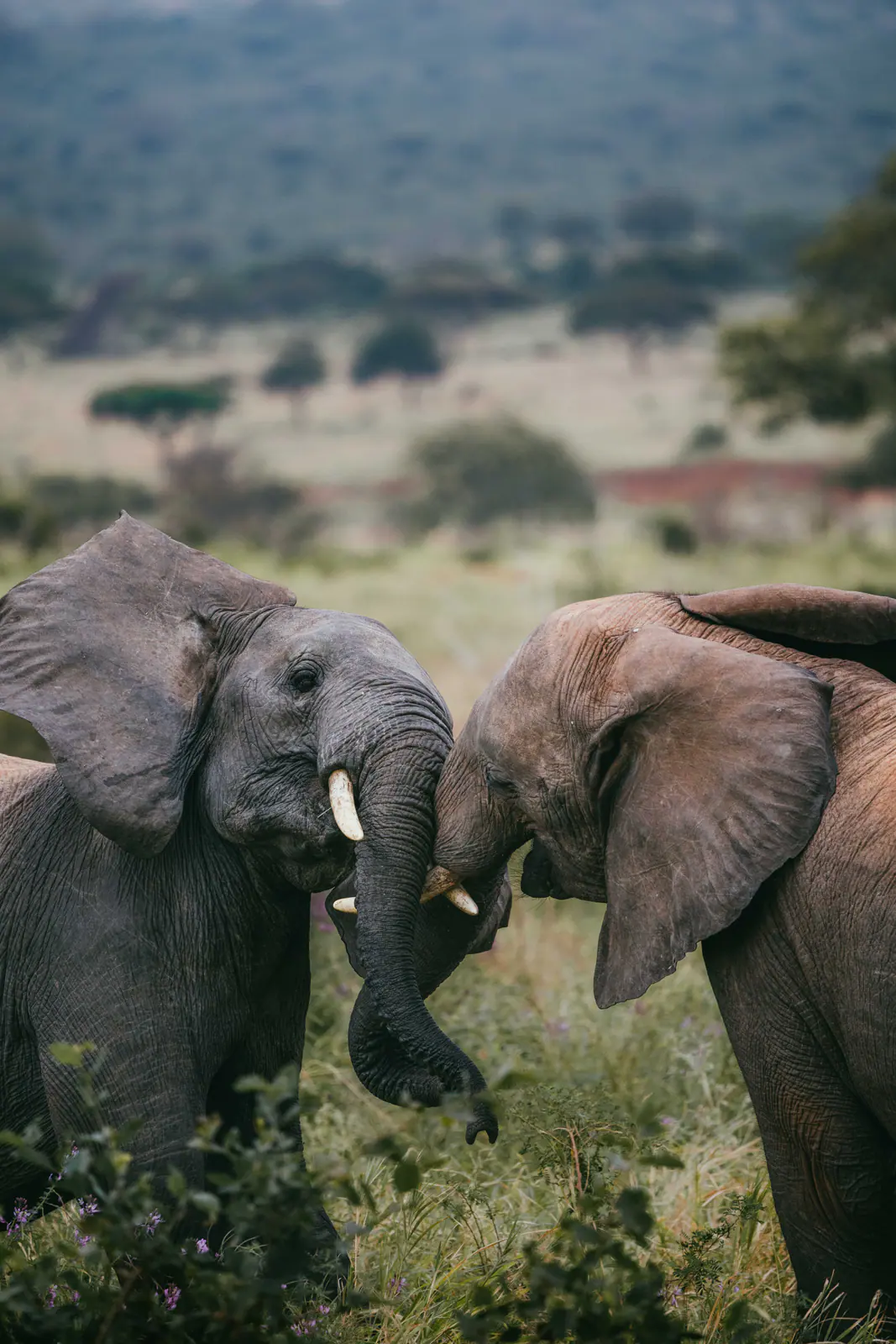 Un troupeau d’éléphants qui traverse la savane