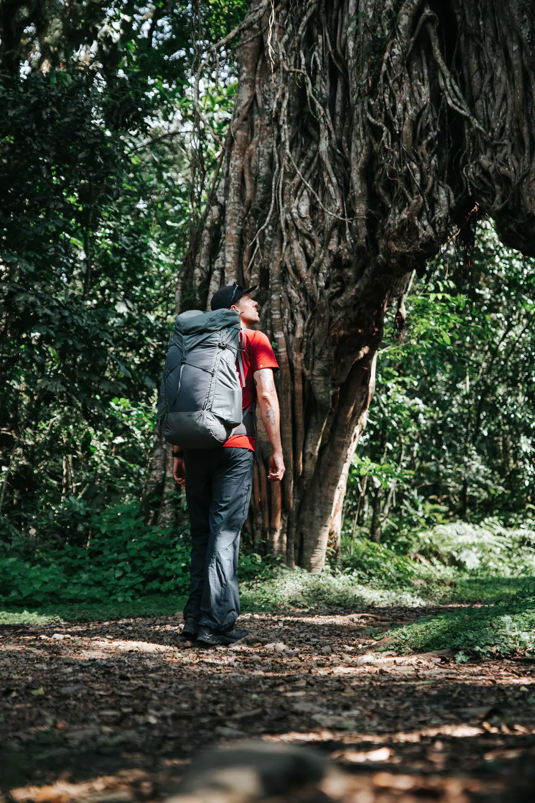 Trekkers walking beneath a giant strangler fig