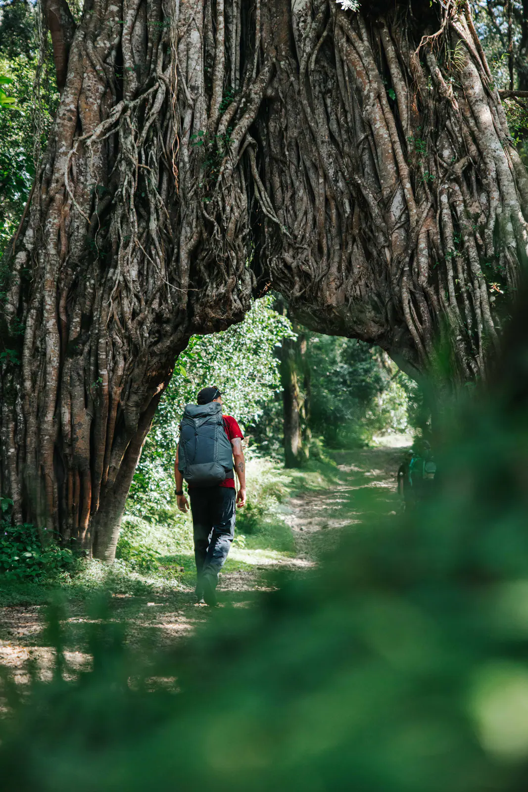 Trekkers walking beneath a giant strangler fig