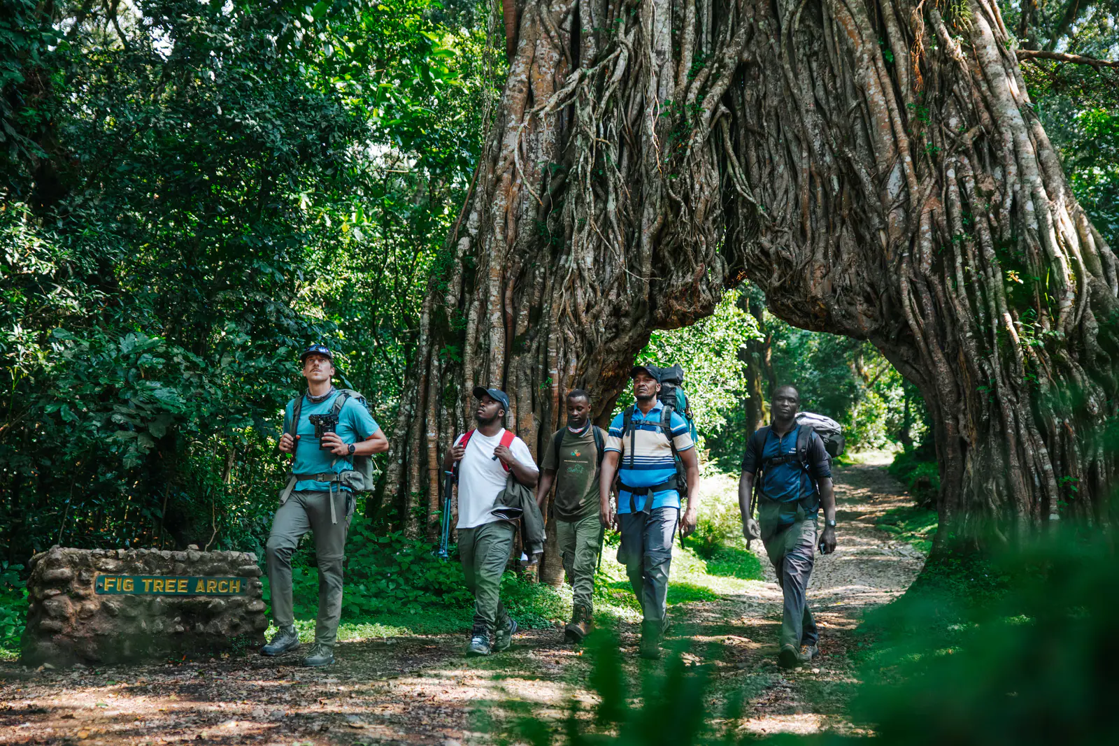 Trekkers walking beneath a giant strangler fig