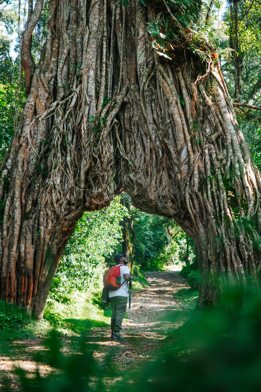 Trekkers walking beneath a giant strangler fig