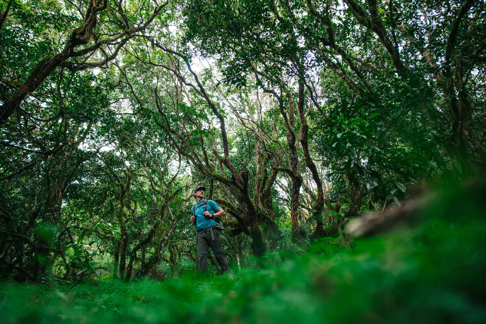 Trekkers walking beneath a giant strangler fig