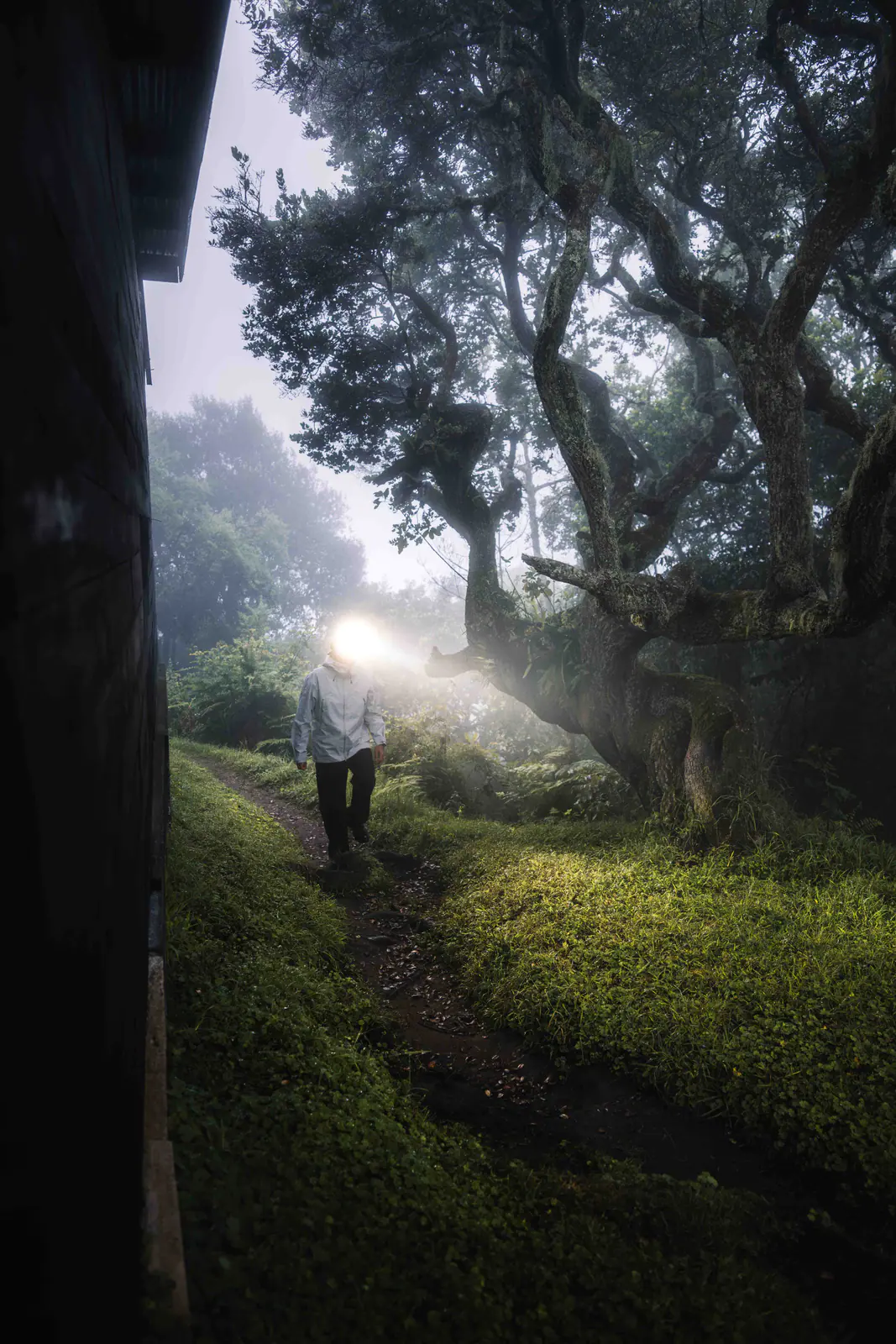A trekker with a headlamp in forest at dawn