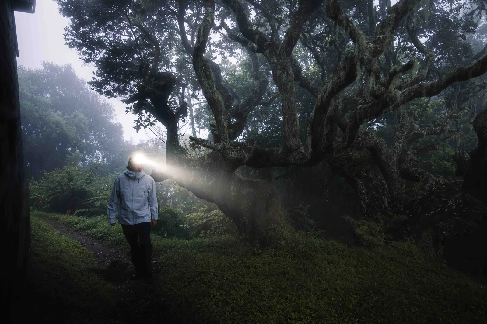A trekker with a headlamp in forest at dawn