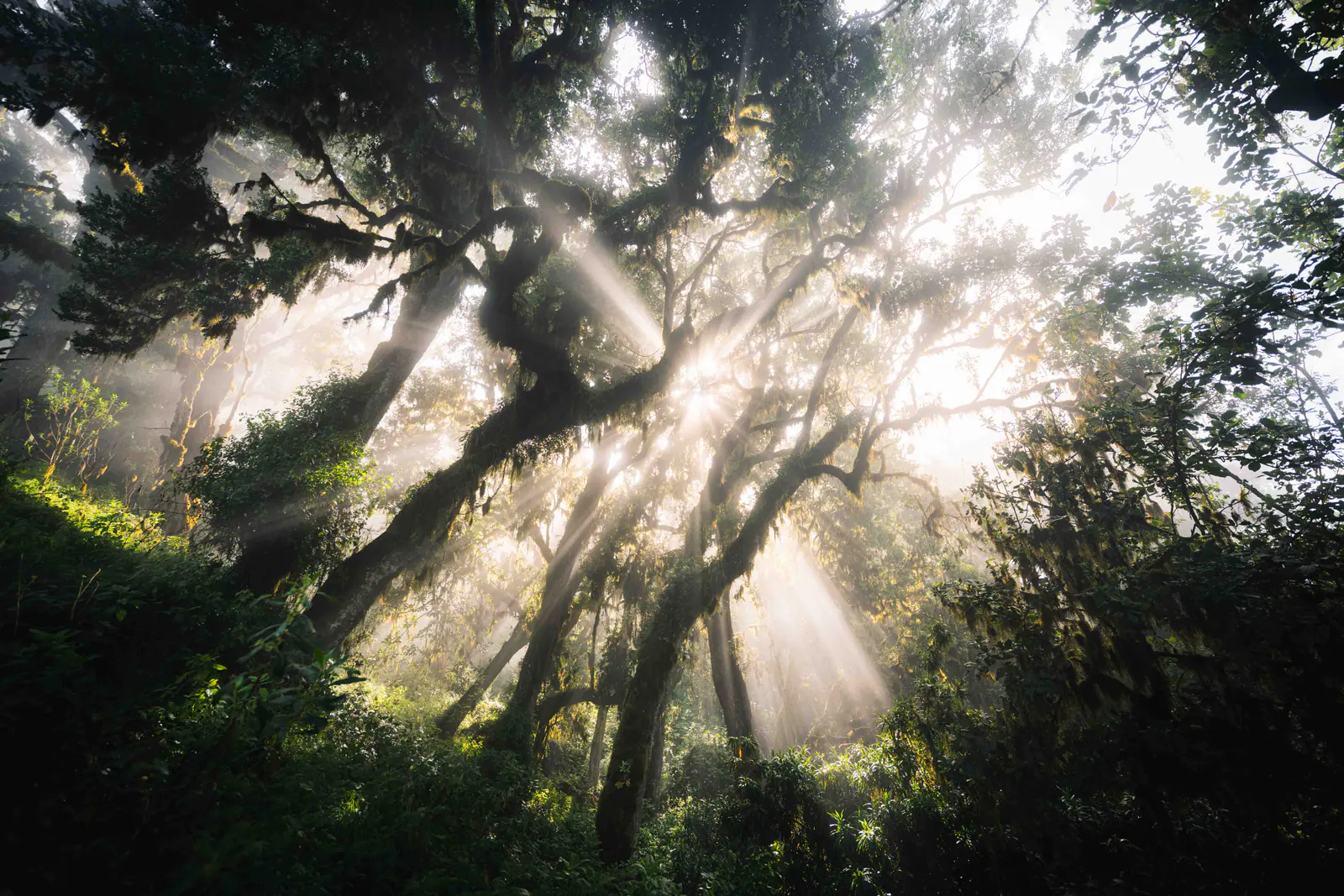 Sunbeams breaking through montane forest