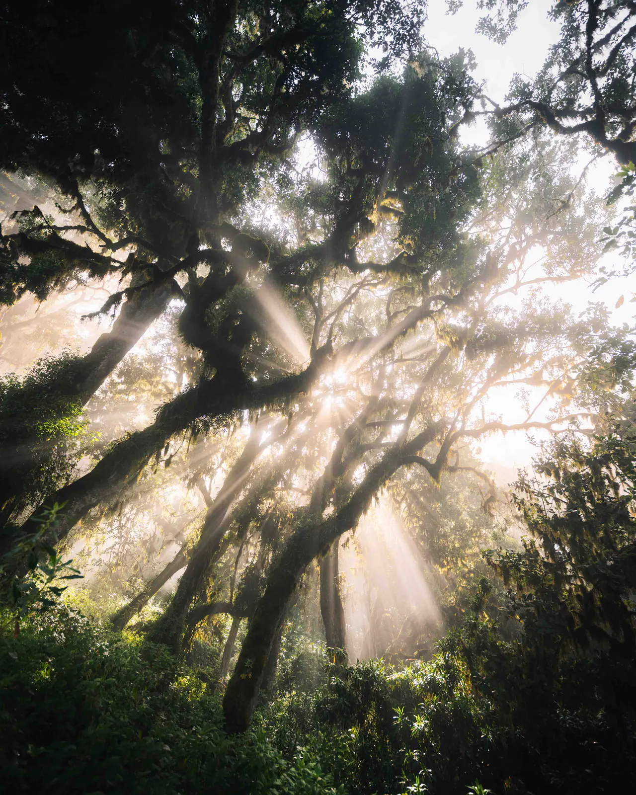 Sunbeams breaking through montane forest