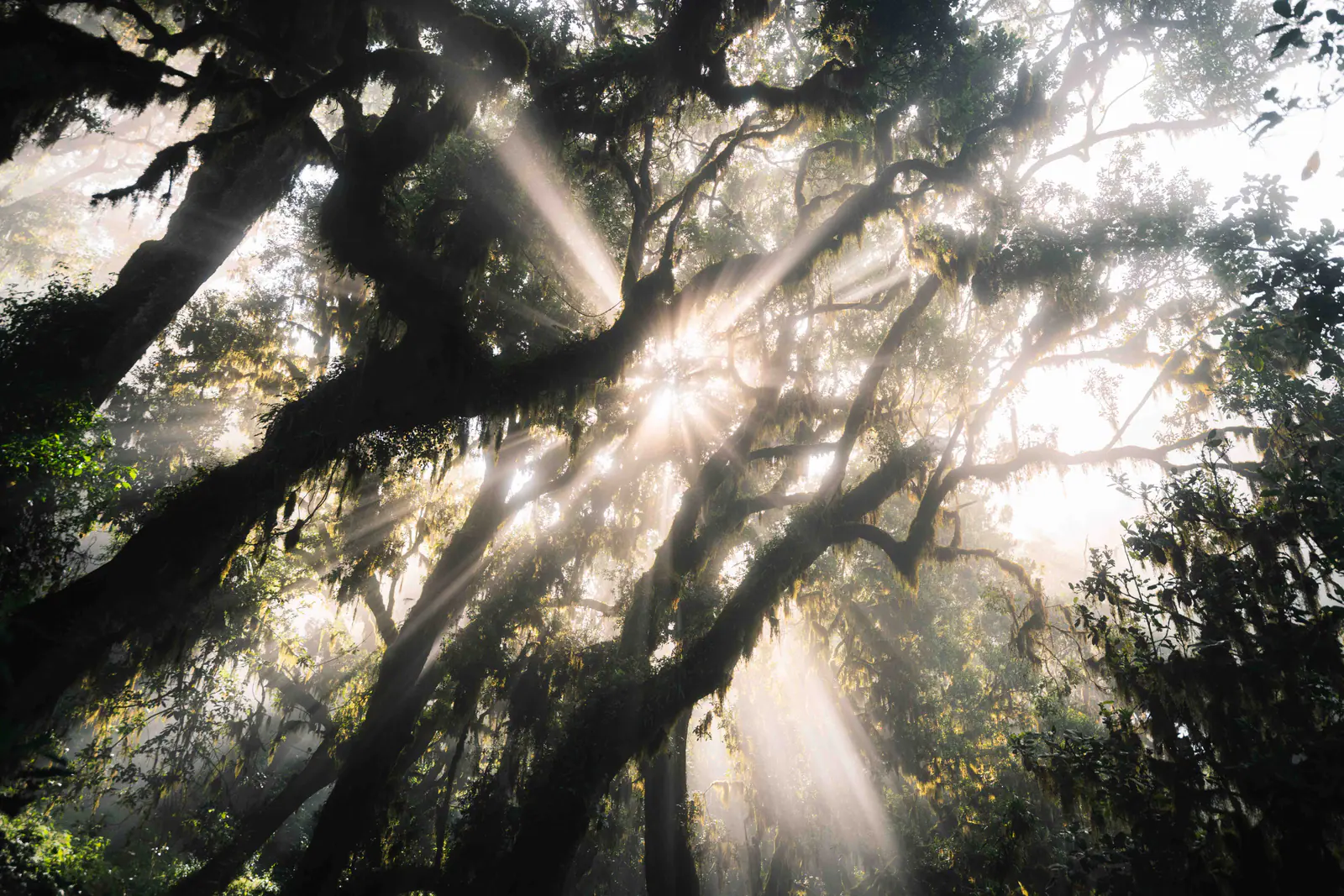 Rayos de sol atravesando el bosque de montaña