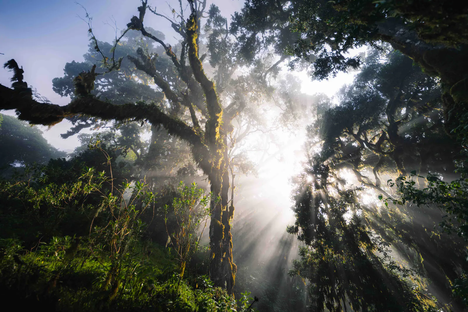 Raios de sol a atravessar a floresta de montanha