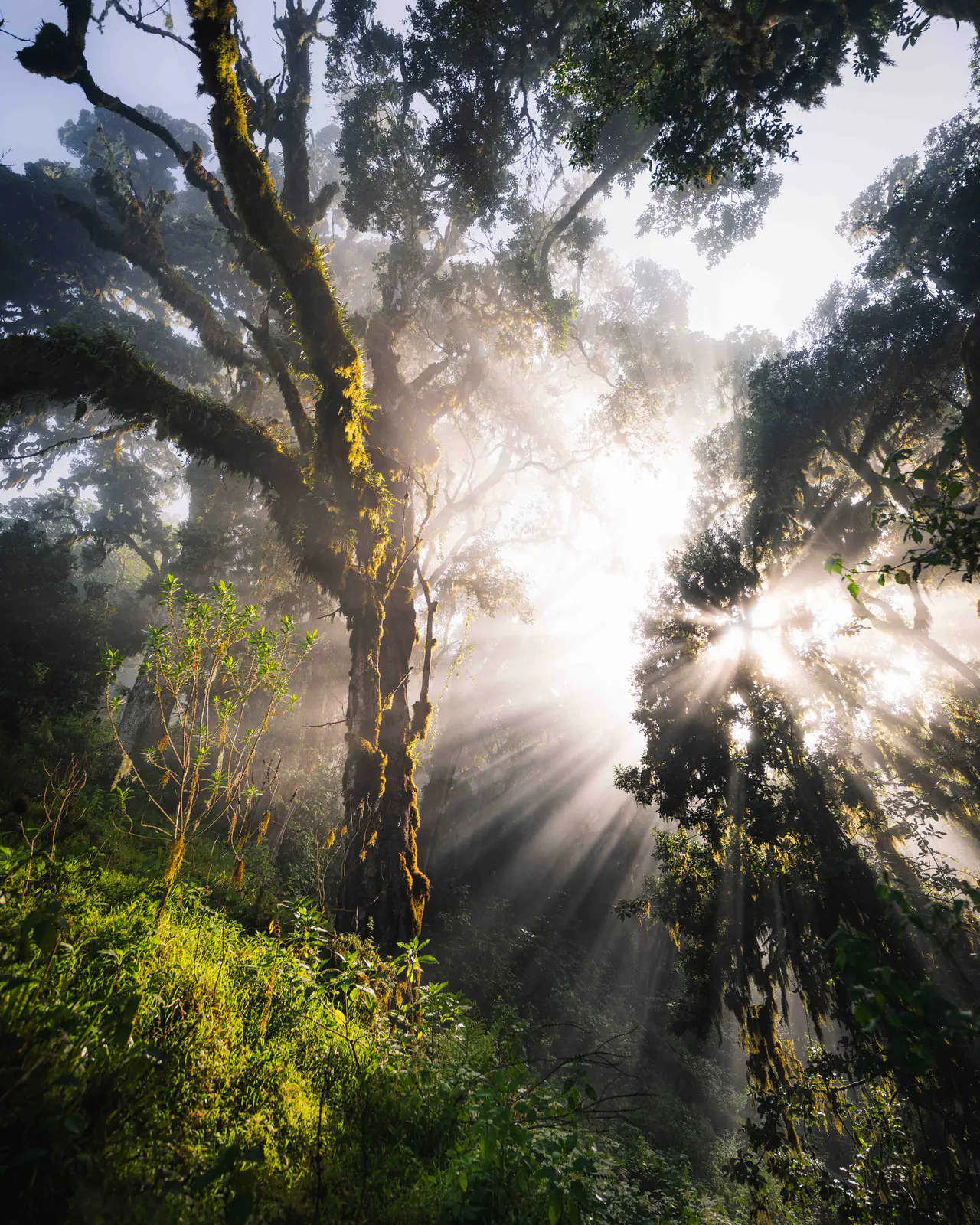Sunbeams breaking through montane forest