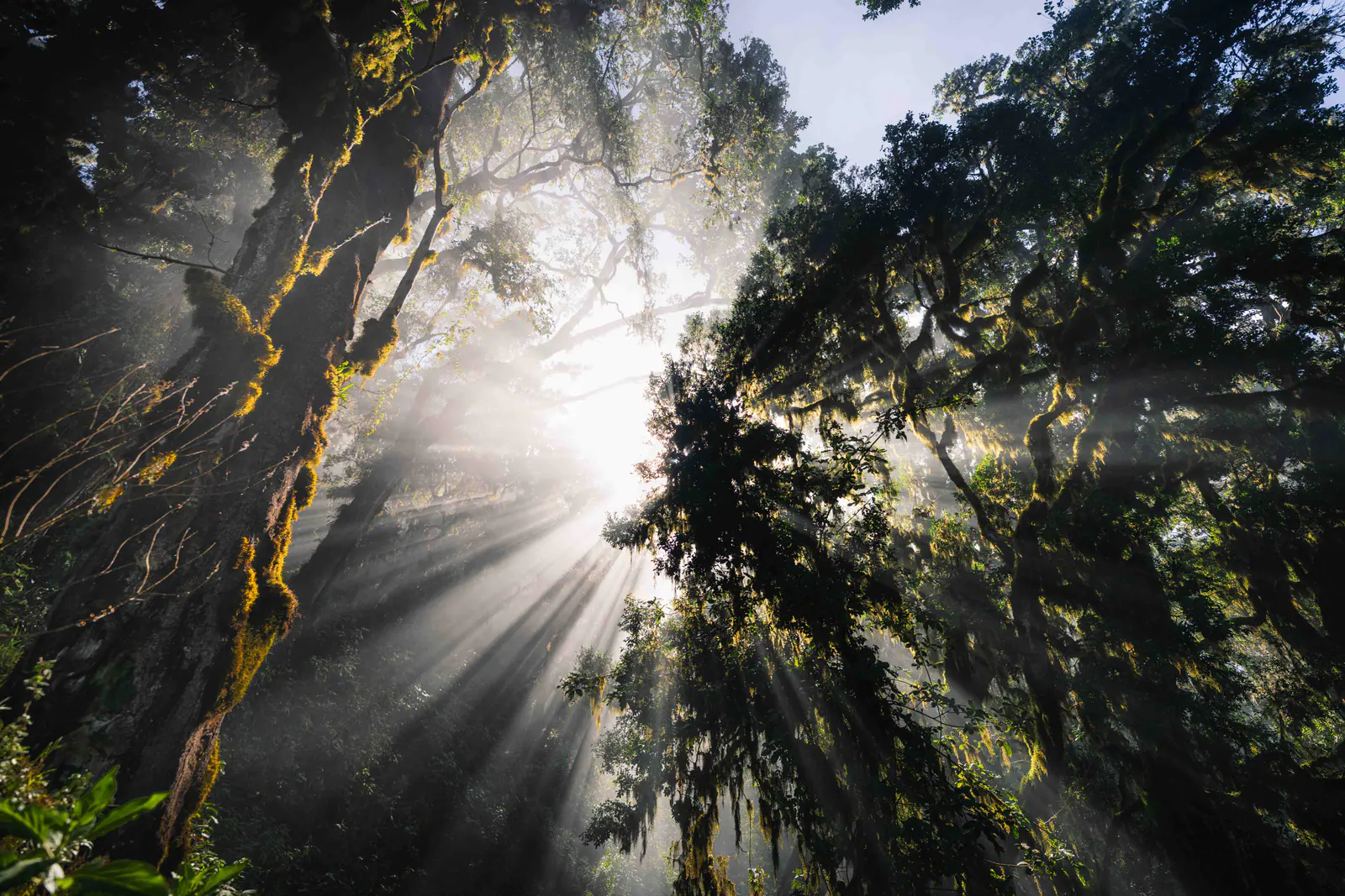 Sunbeams breaking through montane forest