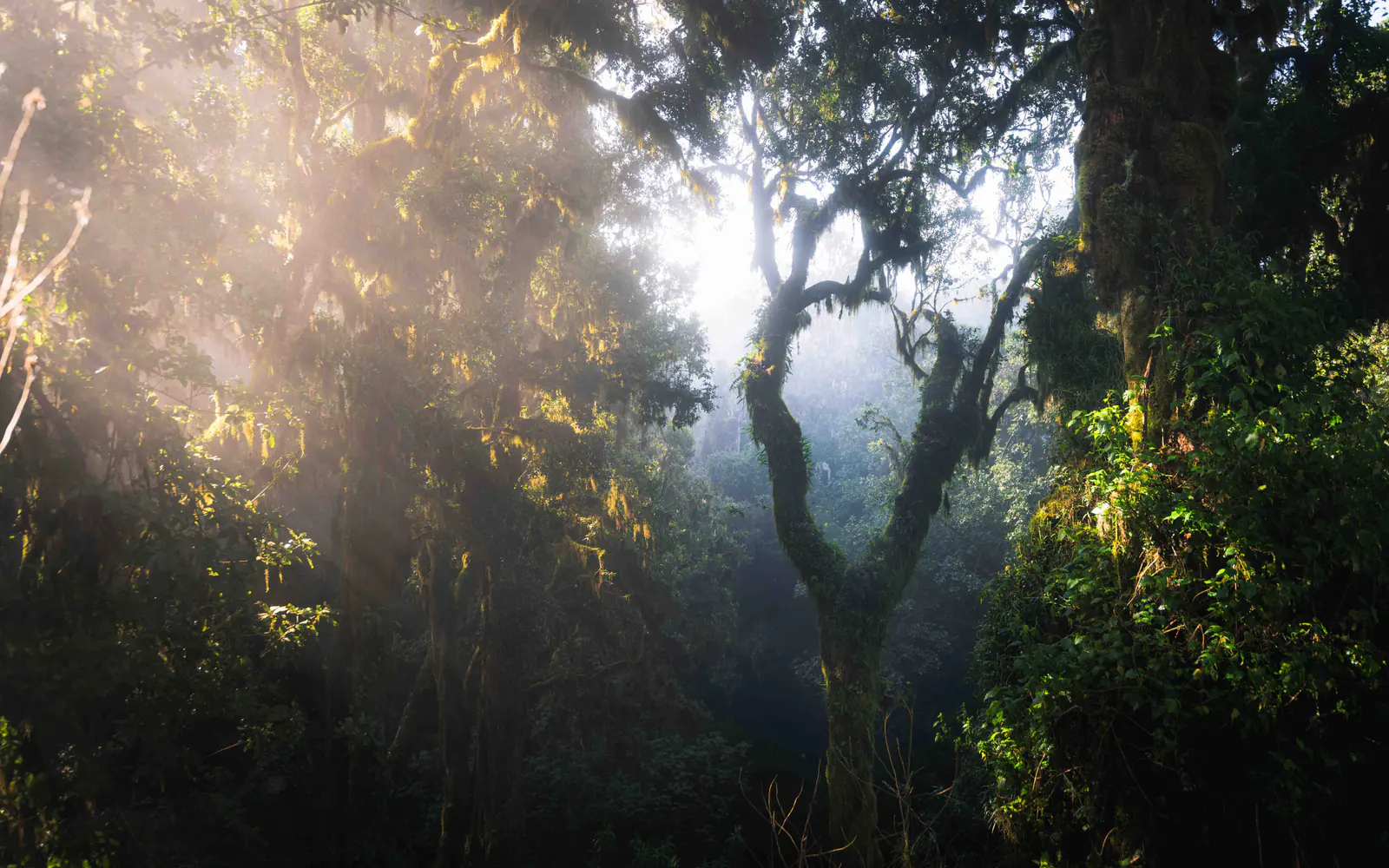 Sunbeams breaking through montane forest