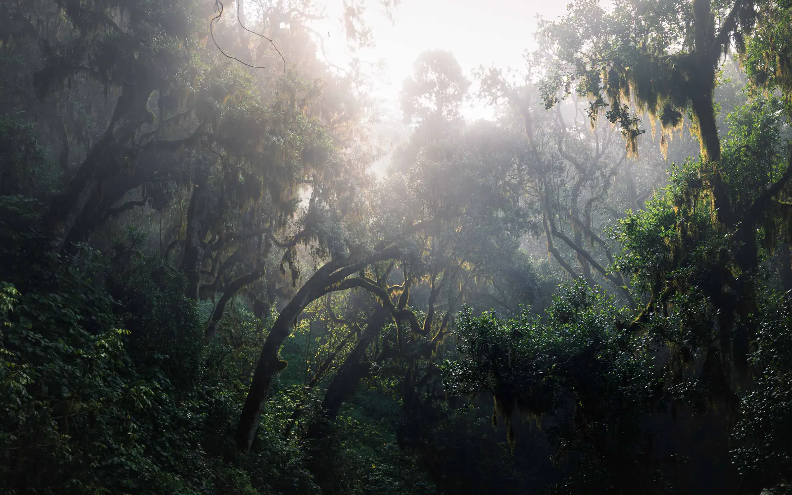 Sunbeams breaking through montane forest