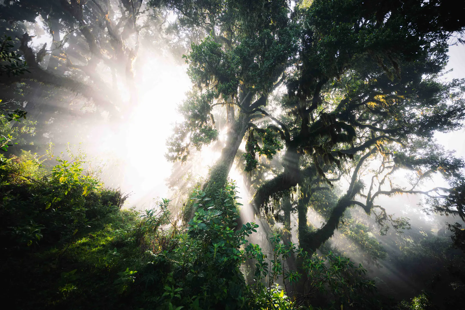 Rayos de sol atravesando el bosque de montaña