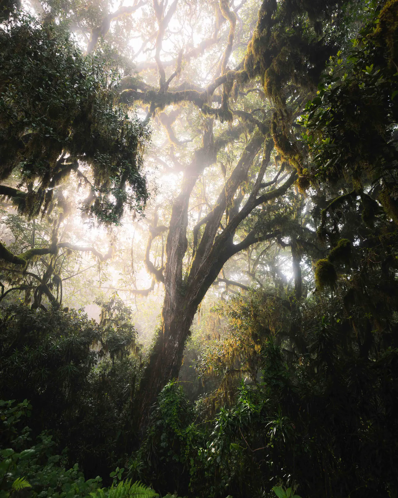 Sunbeams breaking through montane forest