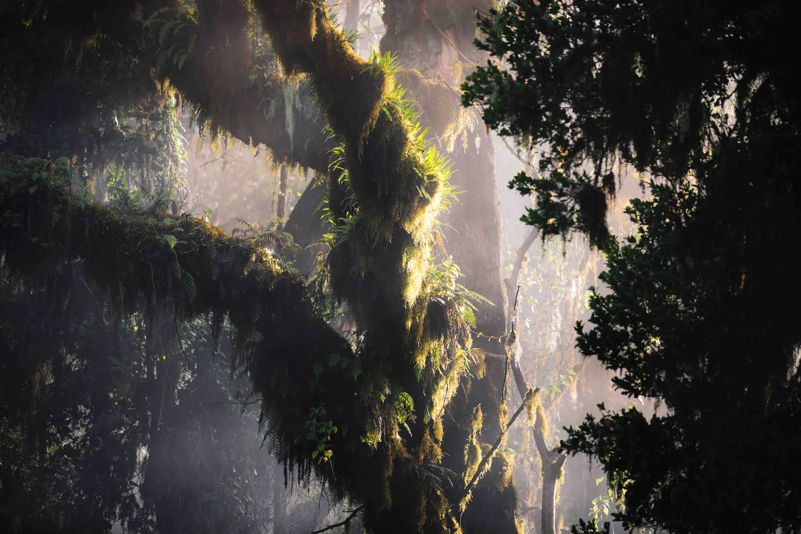Raios de sol a atravessar a floresta de montanha
