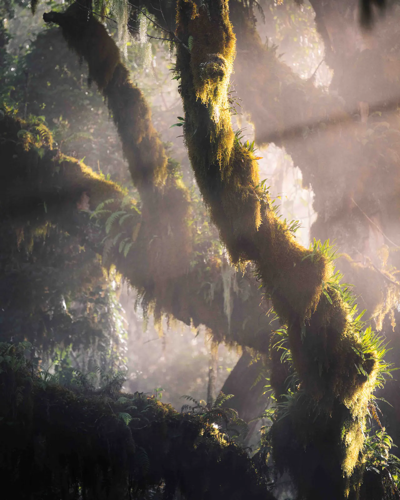 Sunbeams breaking through montane forest