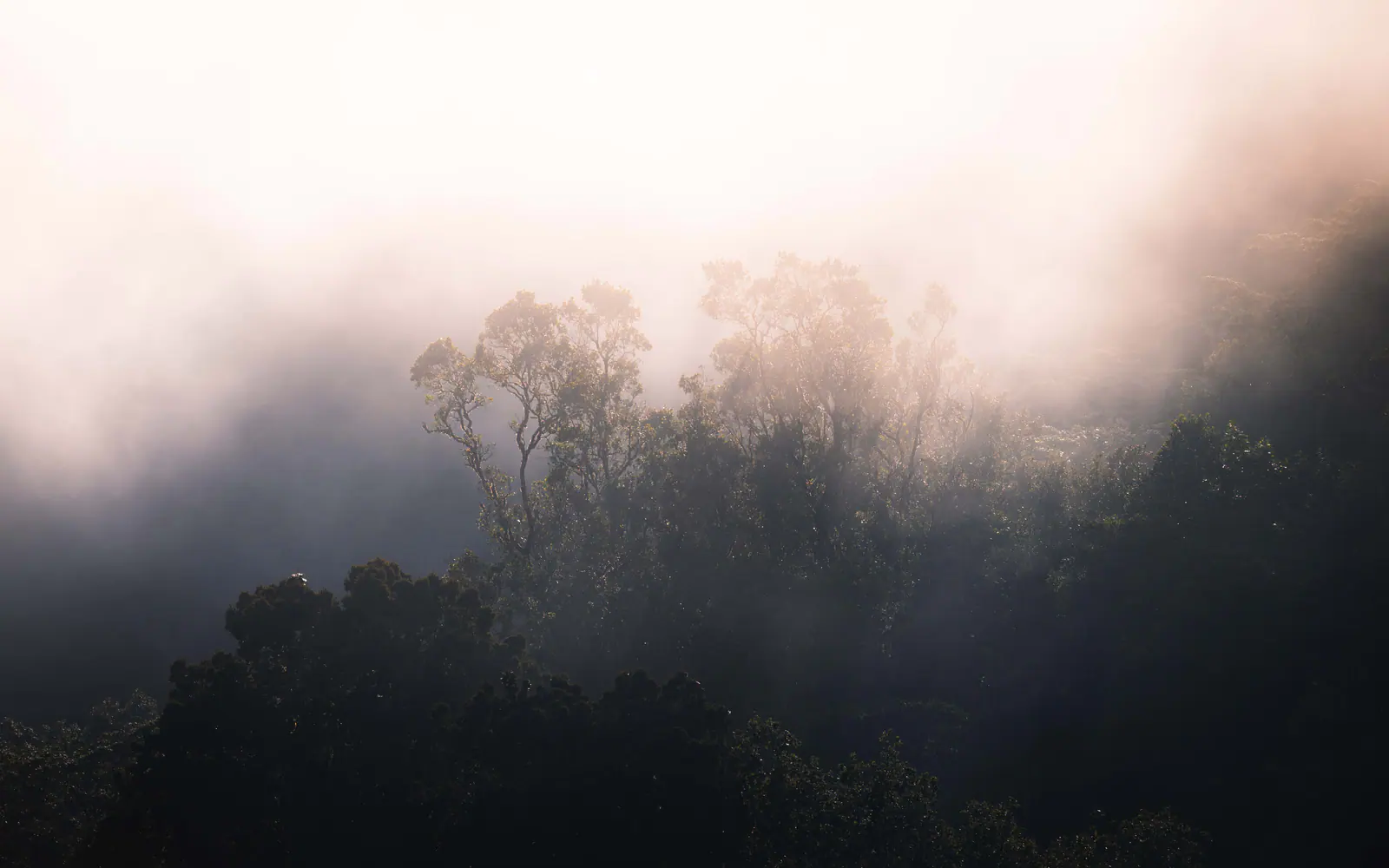 Sunbeams breaking through montane forest