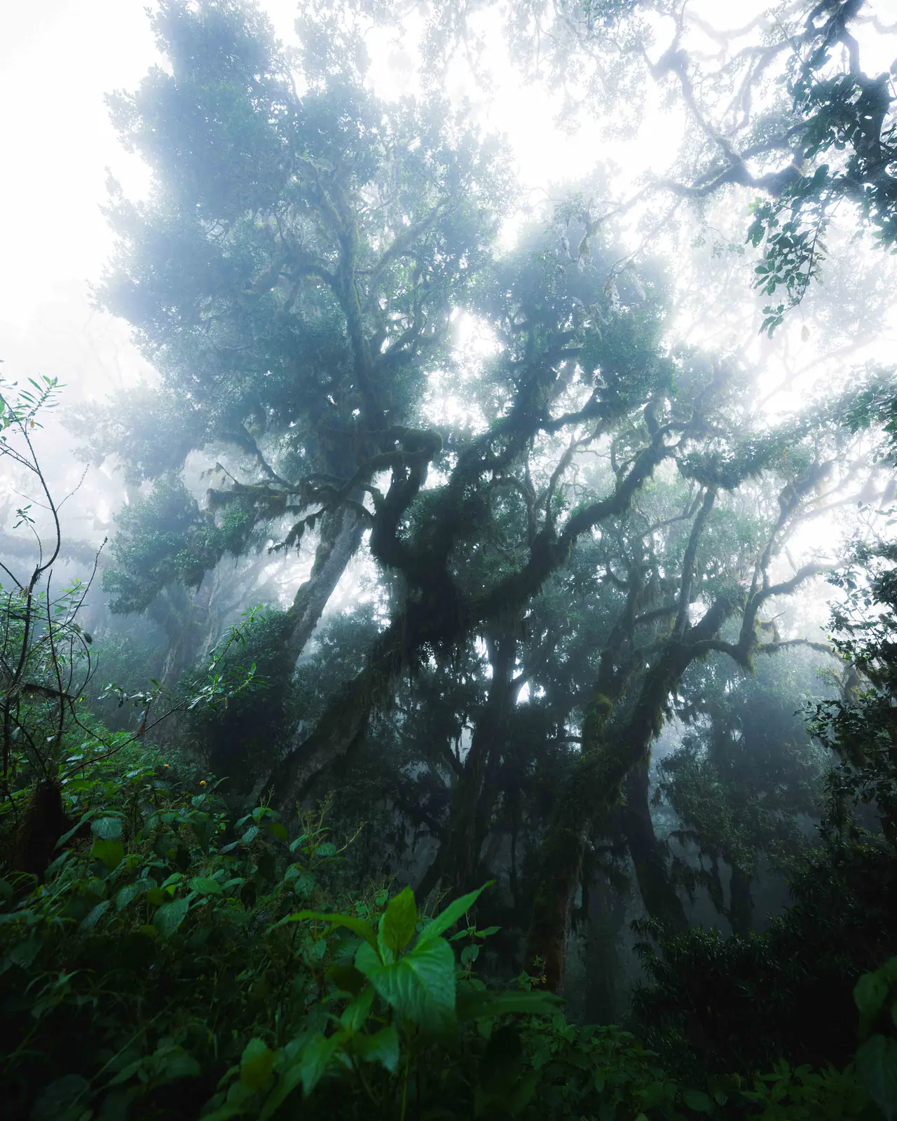 Moss-draped trees in cloud forest