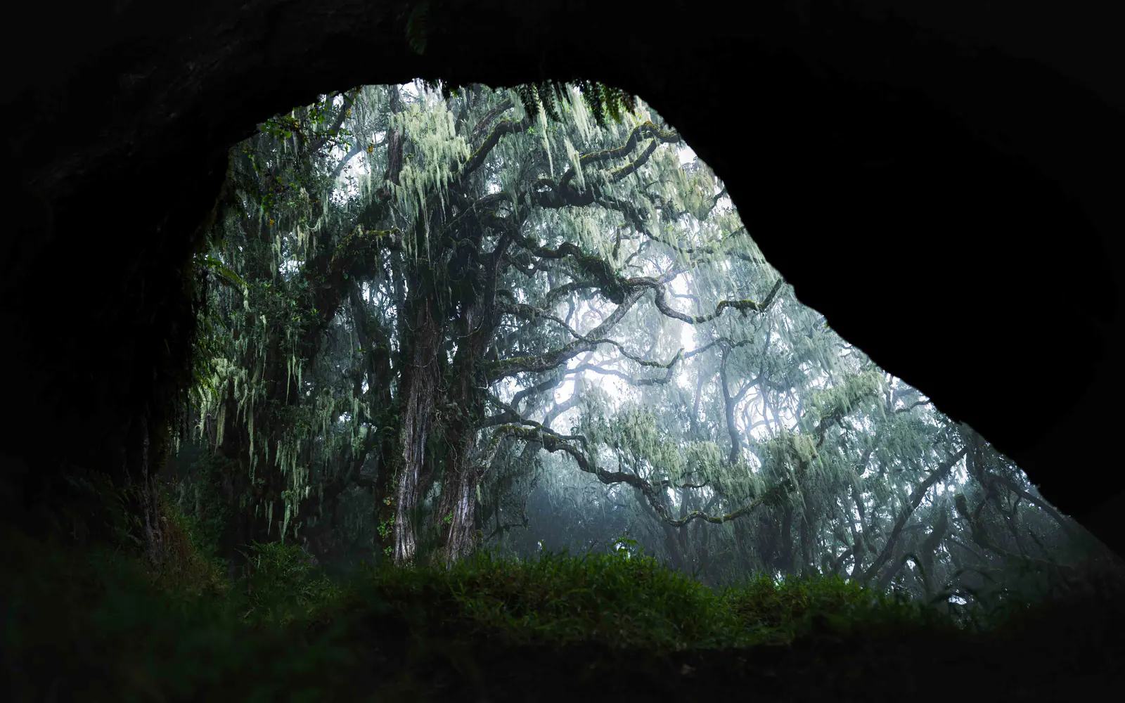 Árvores cobertas de musgo na floresta de nevoeiro
