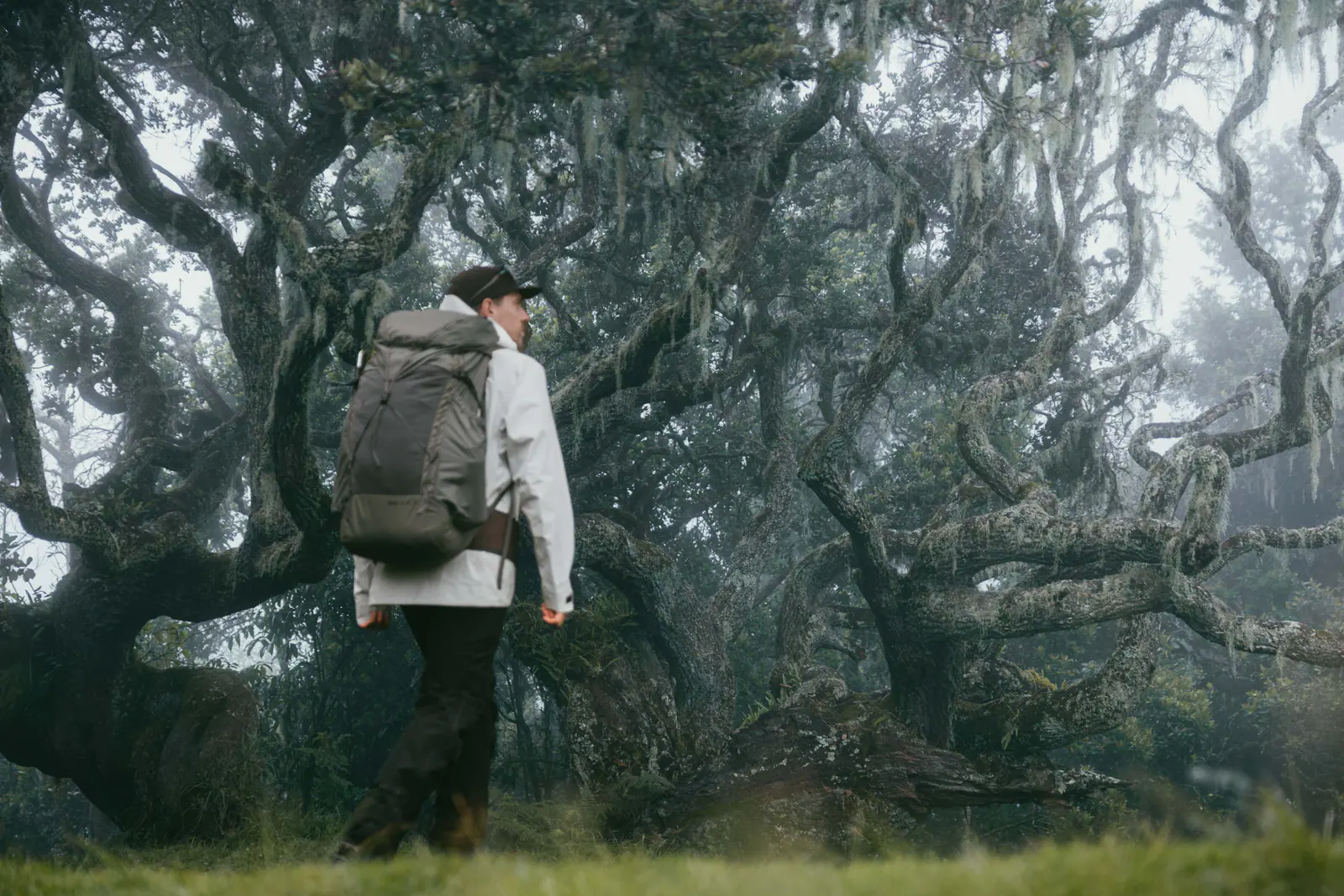 Árvores cobertas de musgo na floresta de nevoeiro