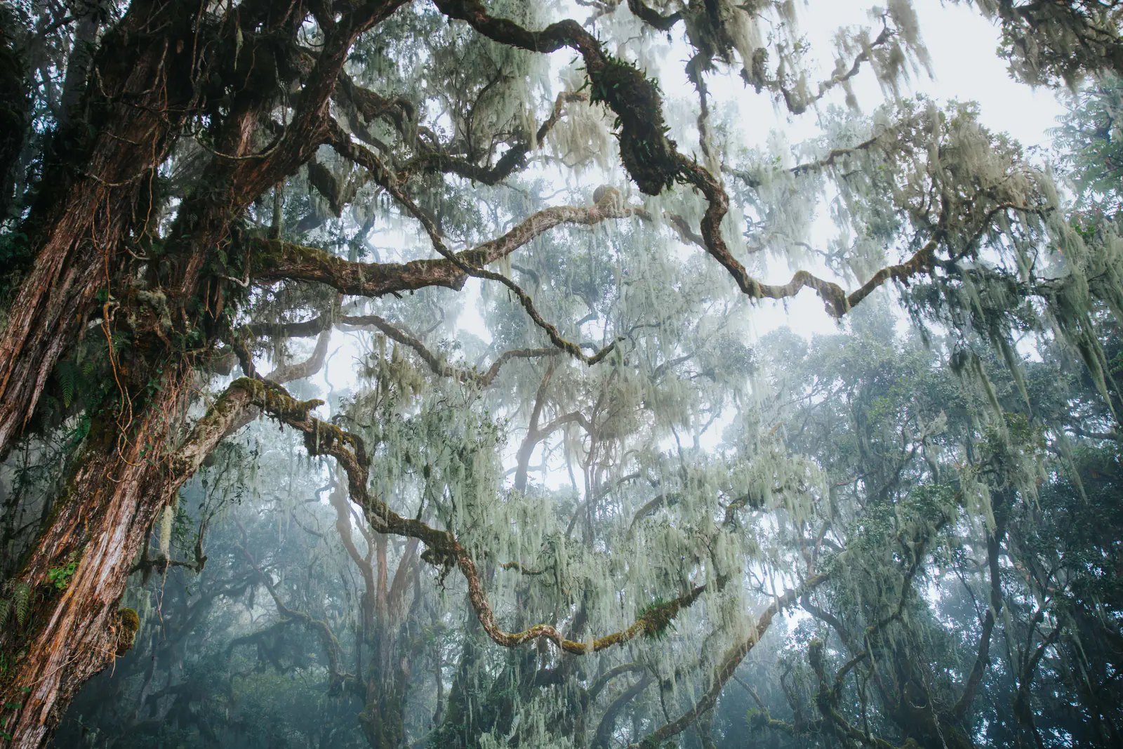 Moss-draped trees in cloud forest