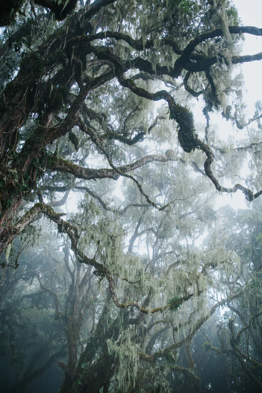 Moss-draped trees in cloud forest