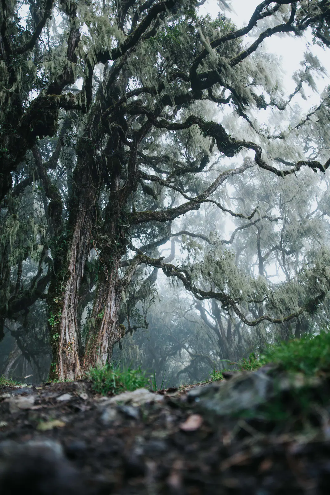 Moss-draped trees in cloud forest