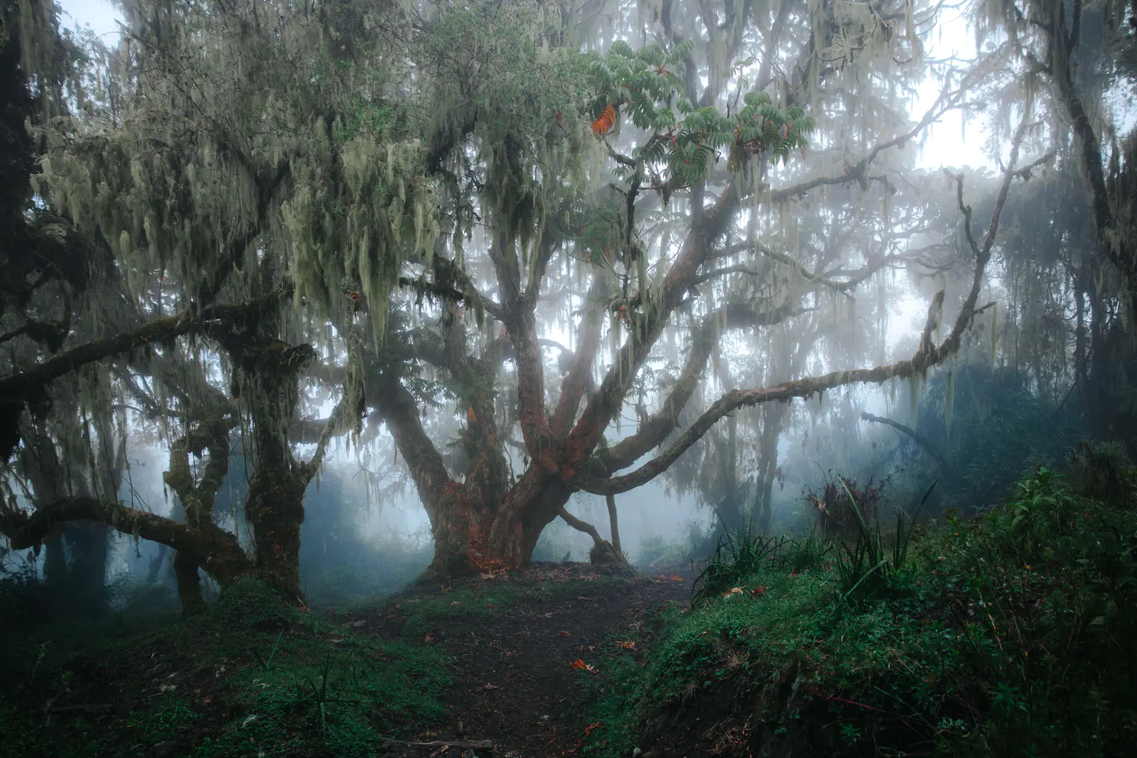 Moss-draped trees in cloud forest
