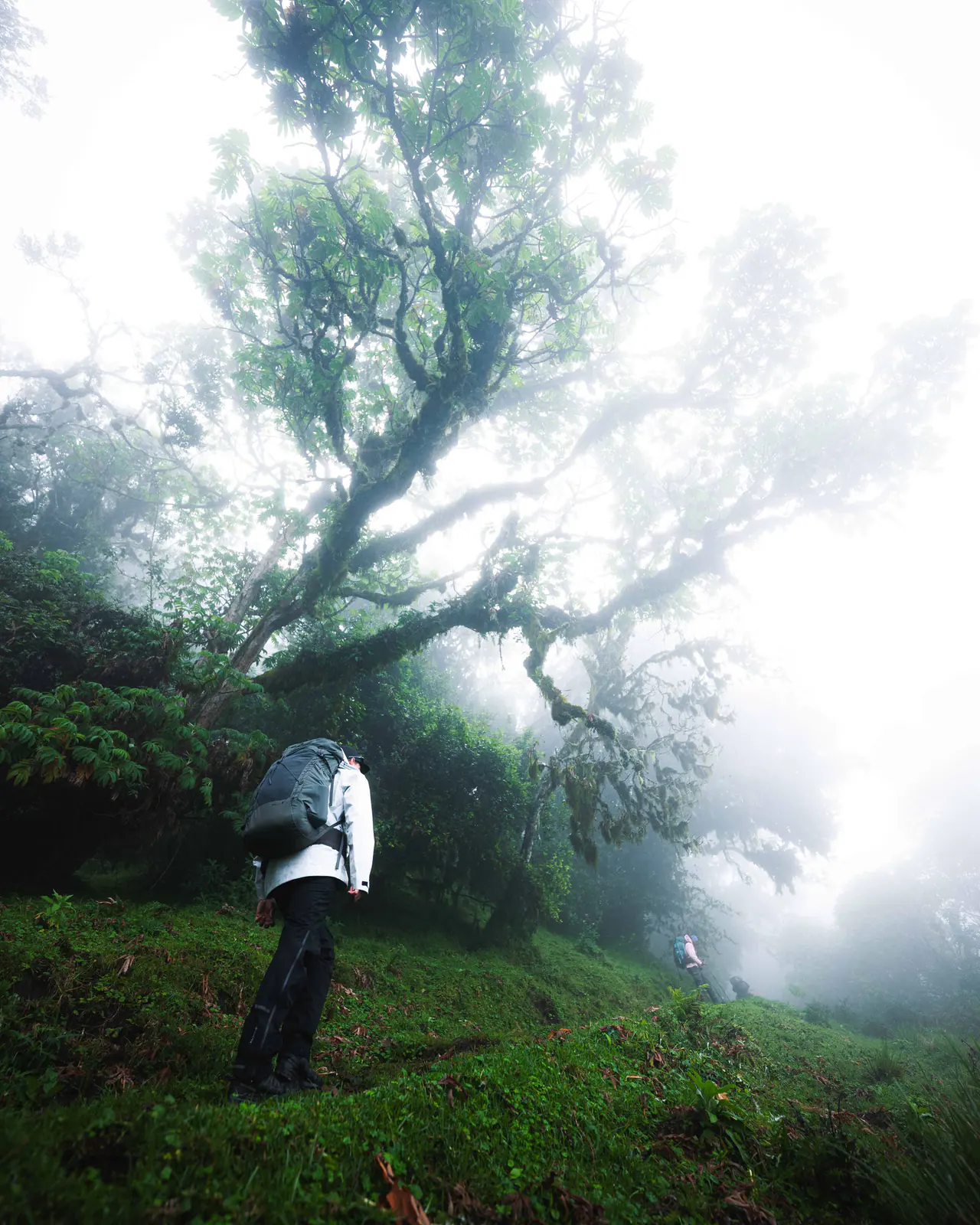 Caminhantes pela floresta de montanha enevoada