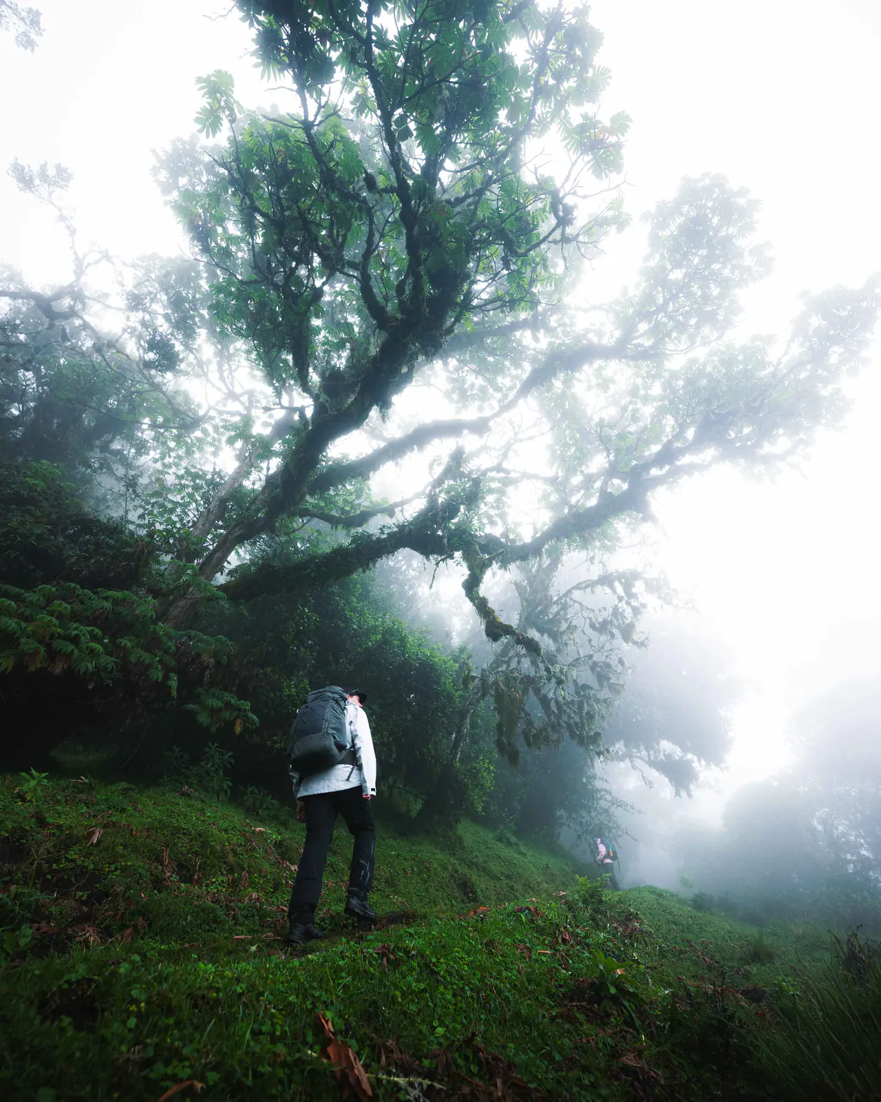 Wanderer im nebligen Bergwald