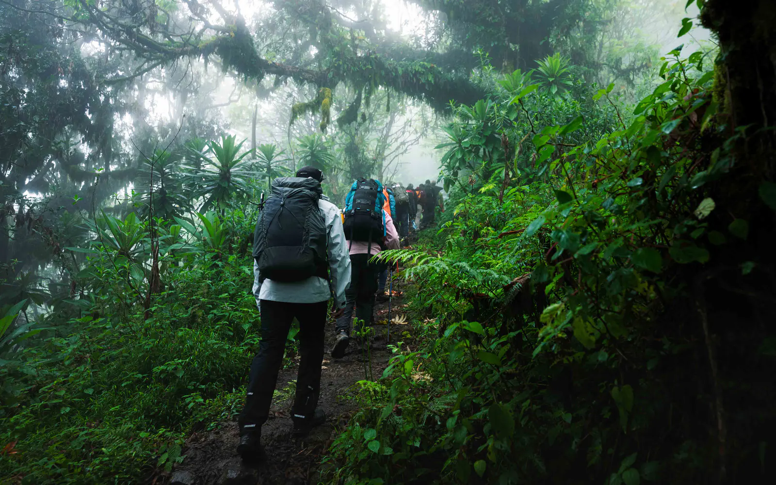Trekkers walking through misty montane forest