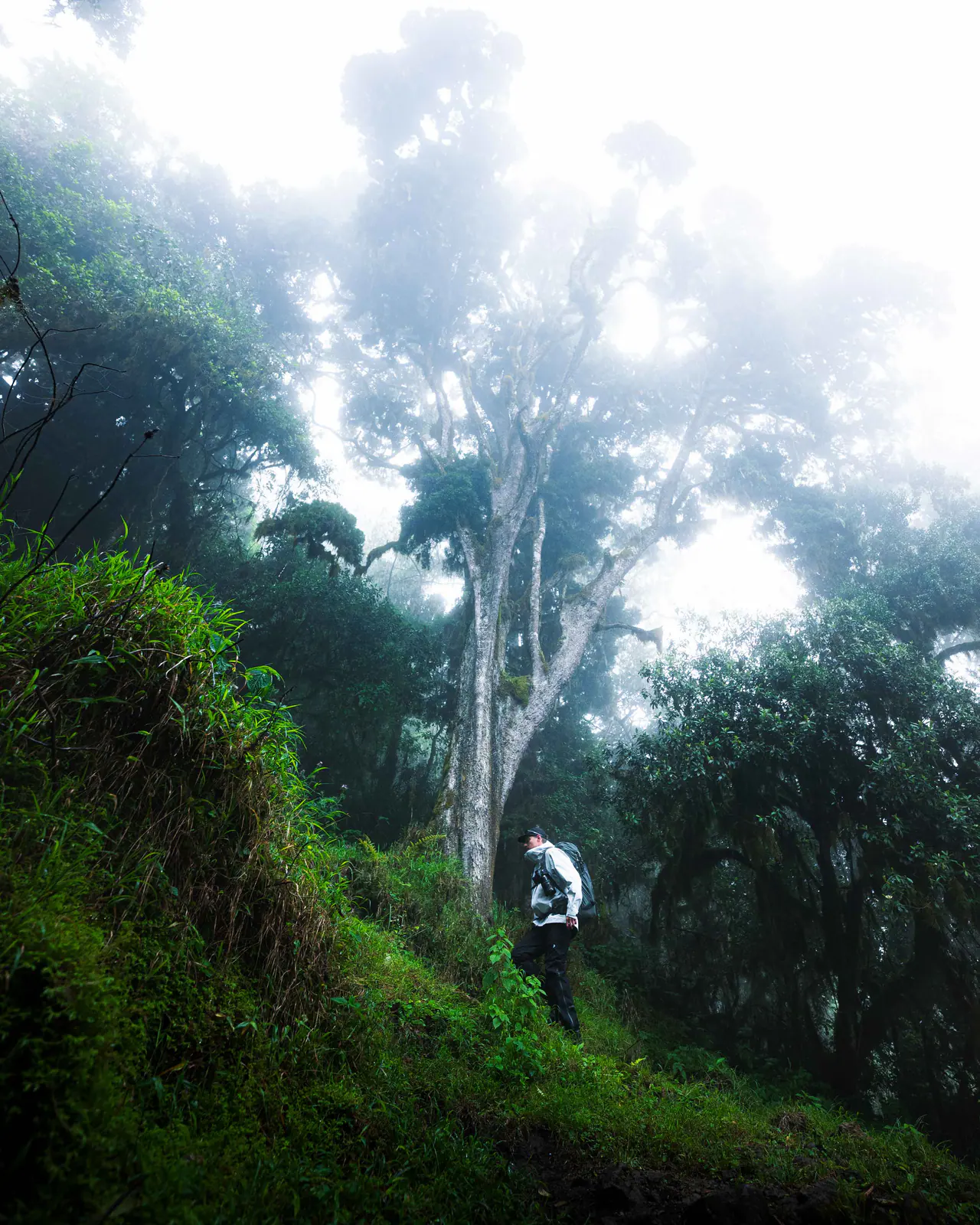 Trekkers walking through misty montane forest