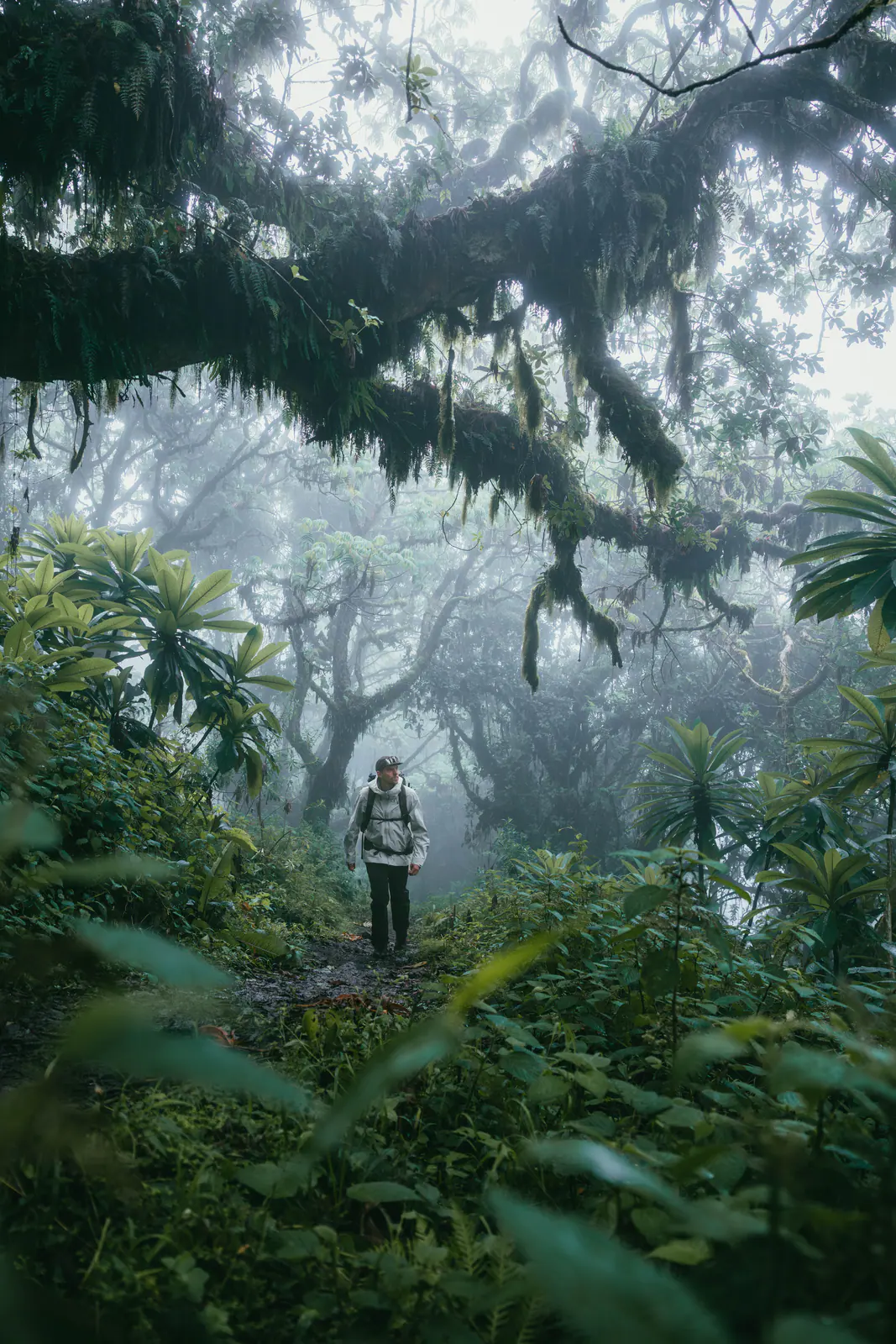 Caminhantes pela floresta de montanha enevoada