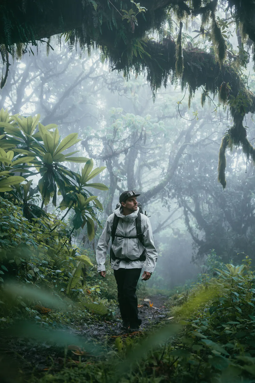 Trekkers walking through misty montane forest