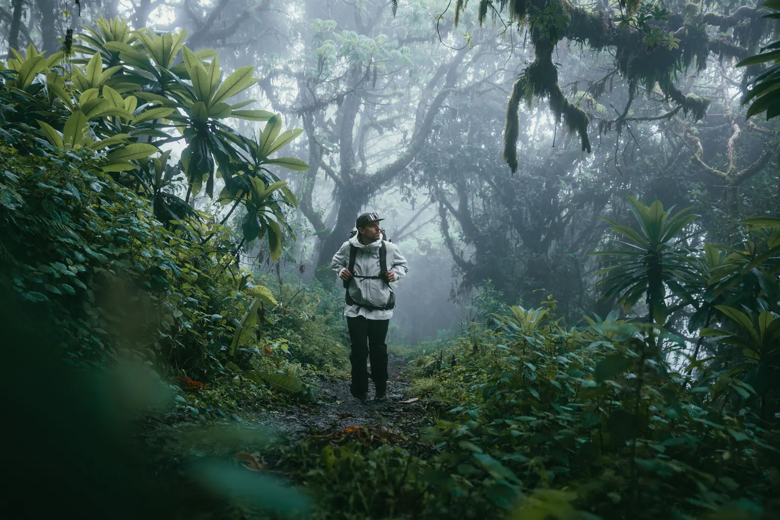Trekkers walking through misty montane forest