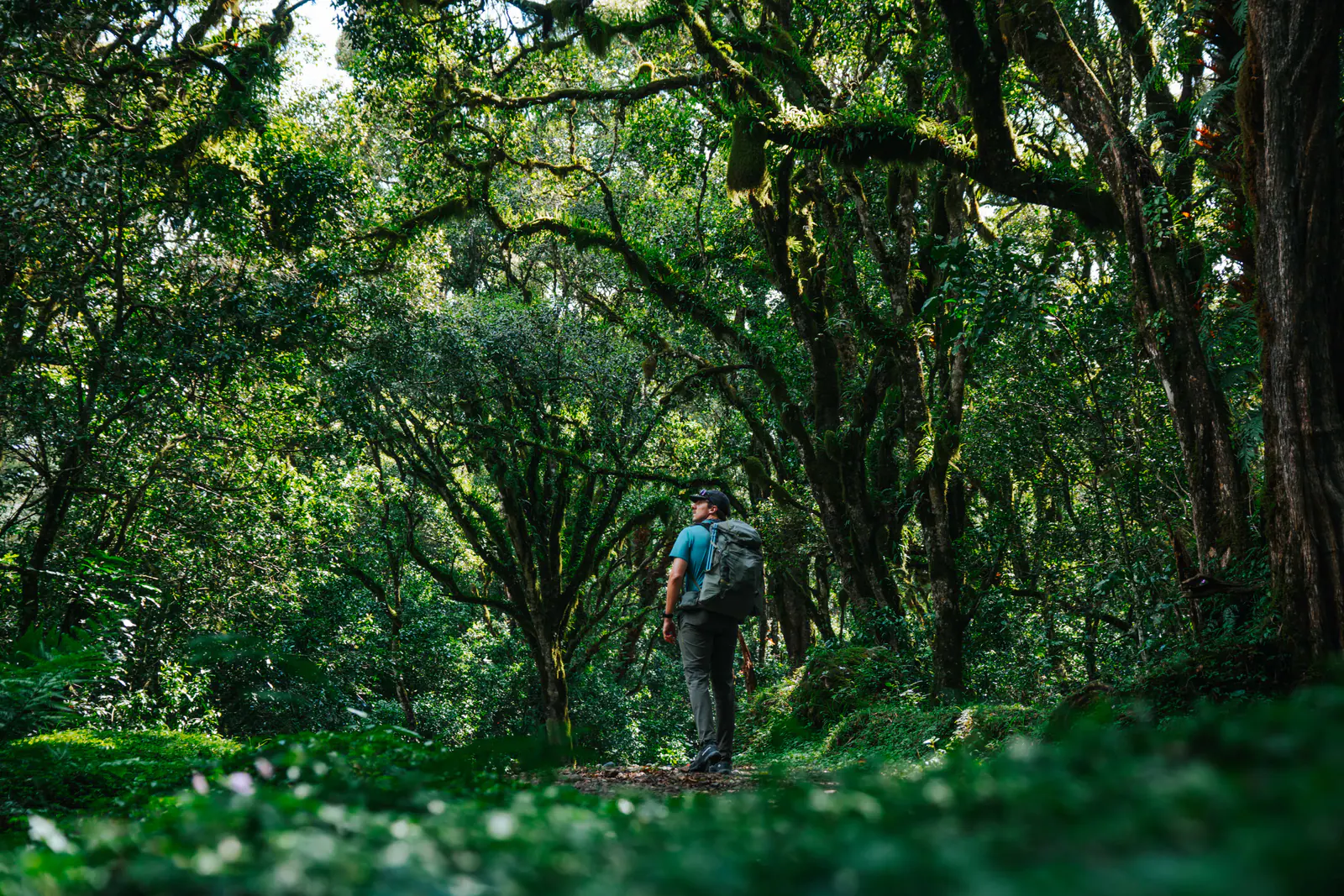 Trekkers walking through misty montane forest