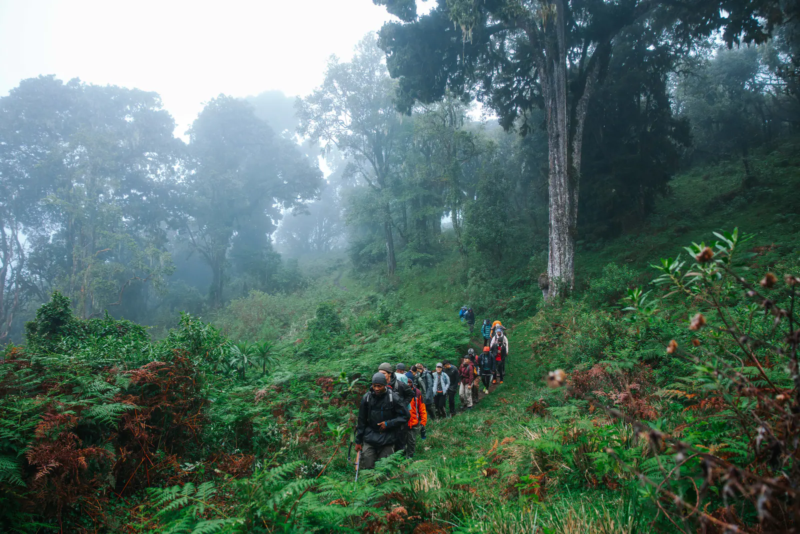 Trekkers walking through misty montane forest