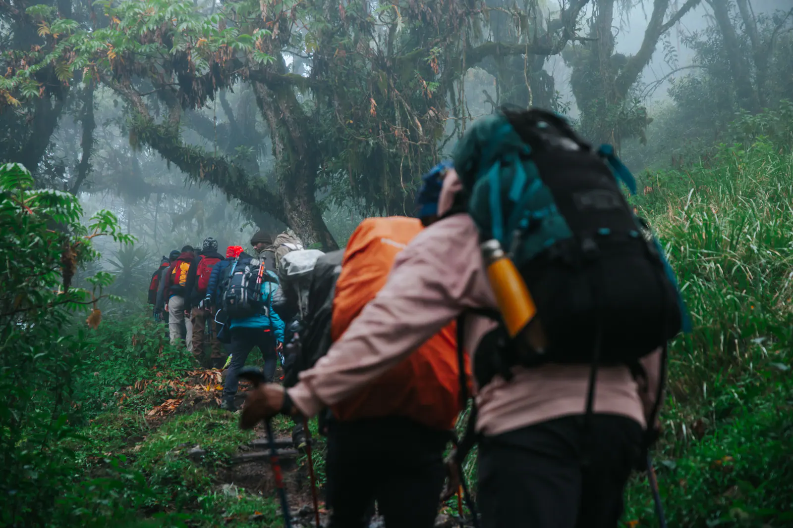 Trekkers walking through misty montane forest