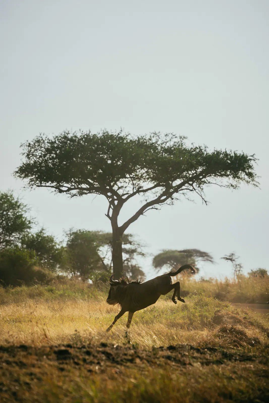 Eine Gazelle in der offenen Ebene