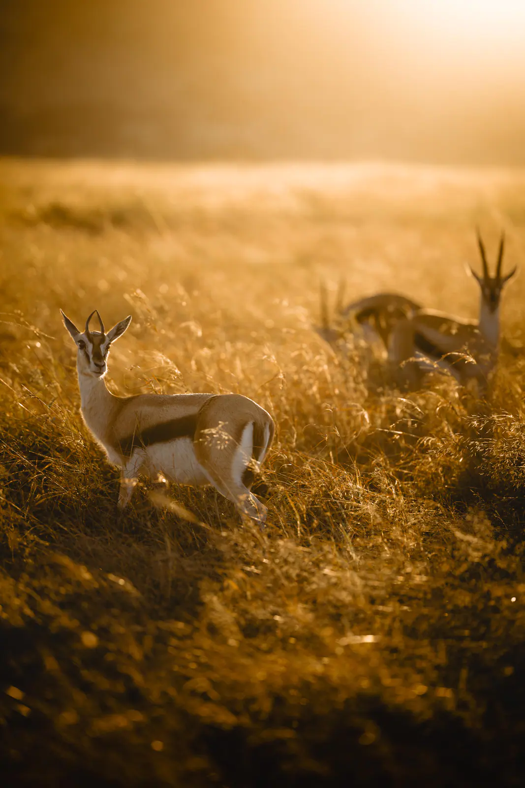 Eine Gazelle in der offenen Ebene